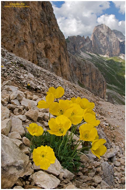 Papaver alpinum rhaeticum, papavero alpino, fiori di montagna, fioriture alpine, alpine flowers foto, val di fassa