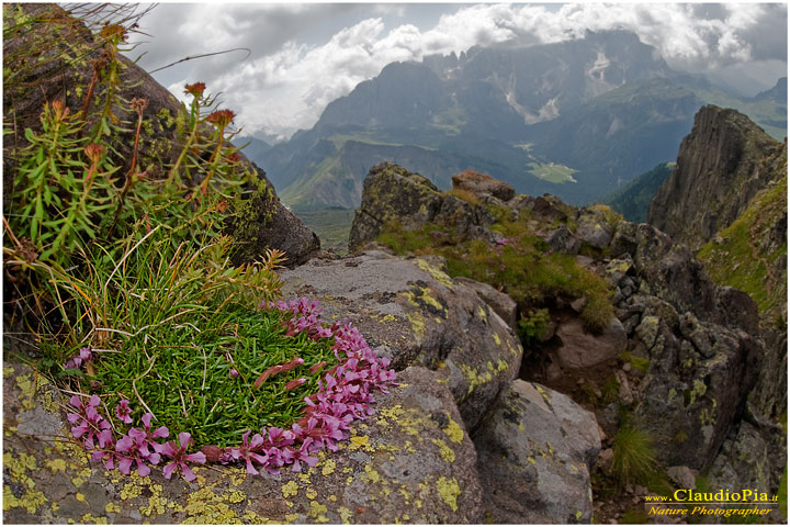 Saponaria pumila, fiori di montagna, fioriture alpine, alpine flowers foto, dolomiti