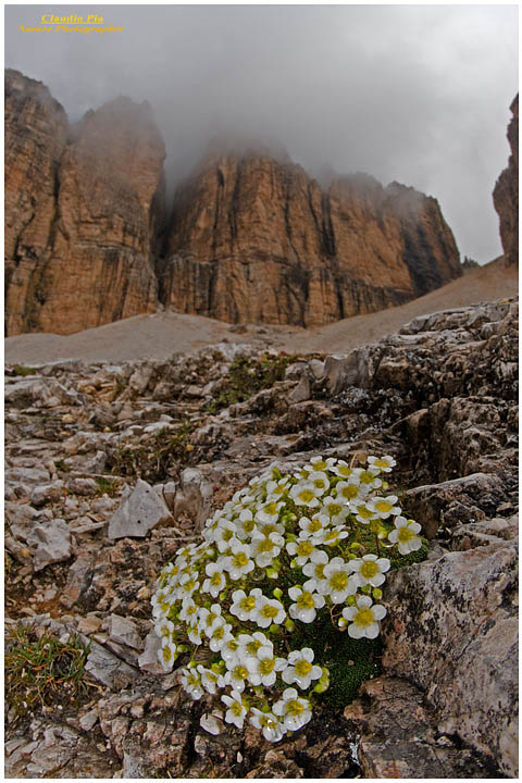Saxifraga caesia, fiori di montagna, fioriture alpine, alpine flowers foto, dolomiti