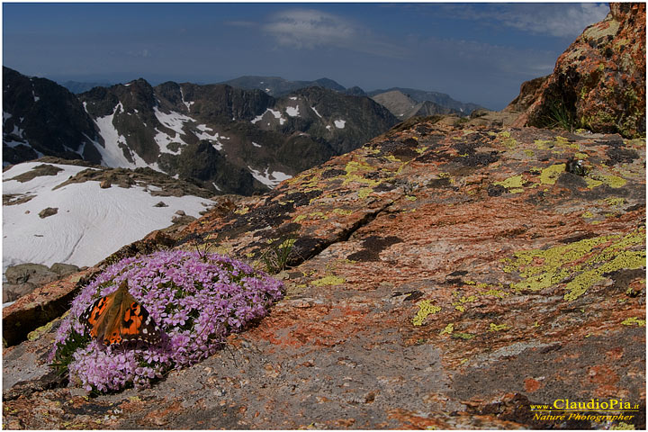 Silene acaulis e Vanessa cardui, fiori di montagna, fioriture alpine, alpine flowers foto, alpi marittime