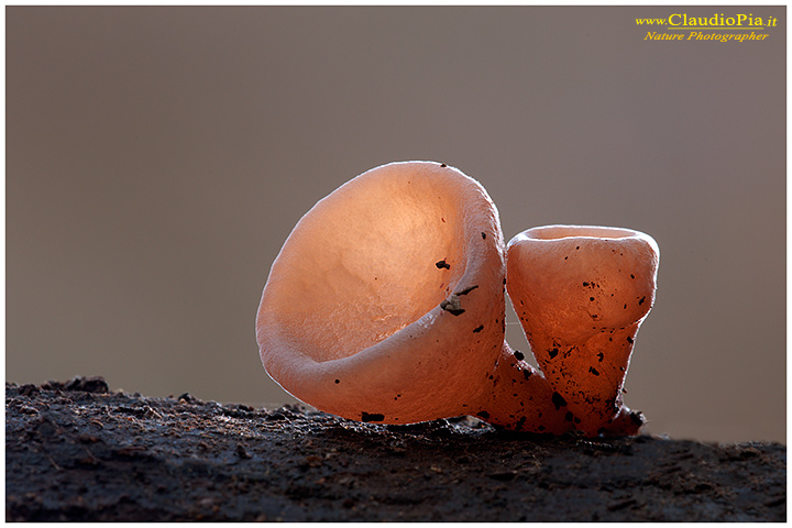 Auricularia auricula-judae, Funghi, mushroom, fungi, fungus, val d'Aveto, Nature photography, macrofotografia, fotografia naturalistica, close-up, mushrooms