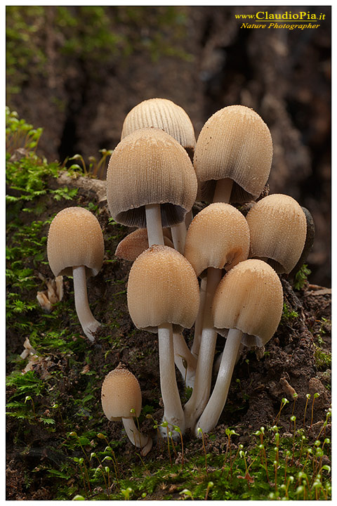 Funghi, mushroom, fungi, fungus, val d'Aveto, Nature photography, macrofotografia, fotografia naturalistica, close-up, mushrooms, coprinus portofino, portofino