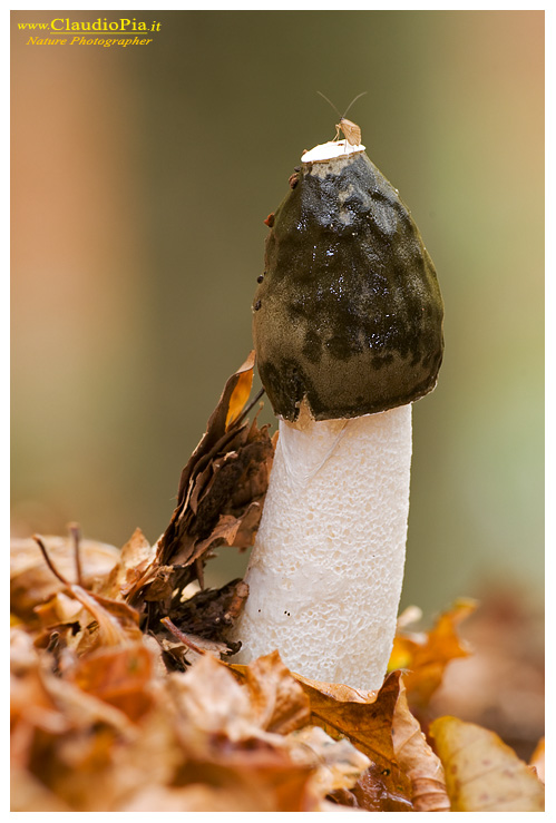 Funghi, mushroom, fungi, fungus, val d'Aveto, Nature photography, macrofotografia, fotografia naturalistica, close-up, mushroomsPhallus impudicus 
